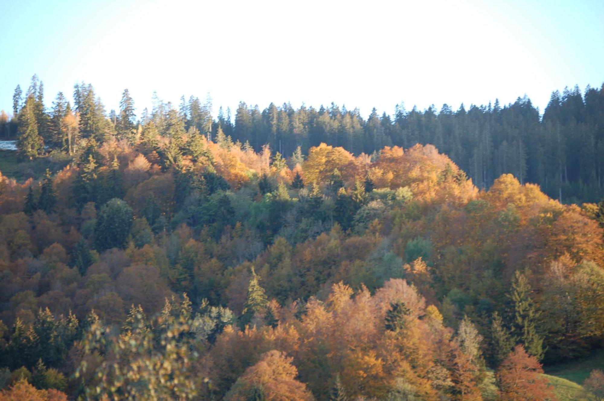Gasthaus Schaefli Alt St. Johann Exteriér fotografie